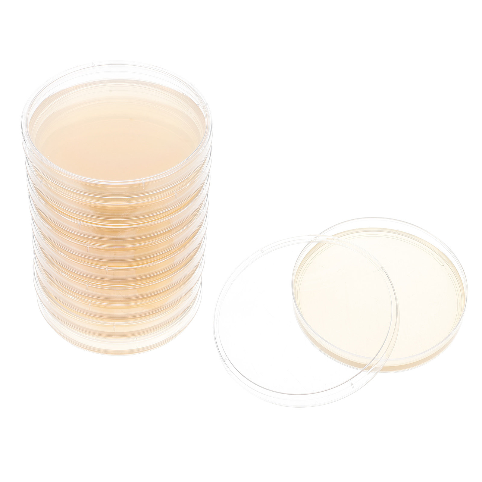 10pcs Nutrient Agar Plates Pre - Science Project review and price