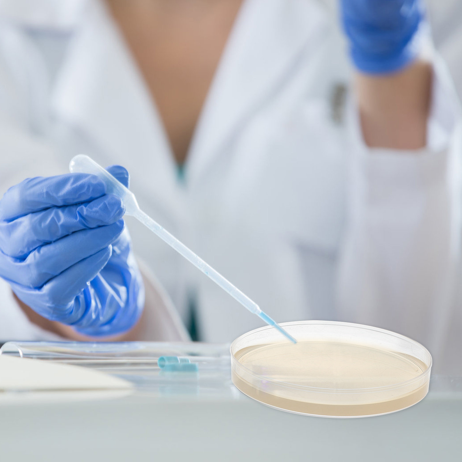 10pcs Nutrient Agar Plates Pre - Science Project review and price